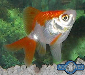 Carassius auratus
