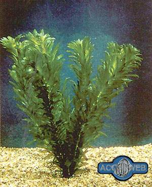 Elodea (Egeria densa)